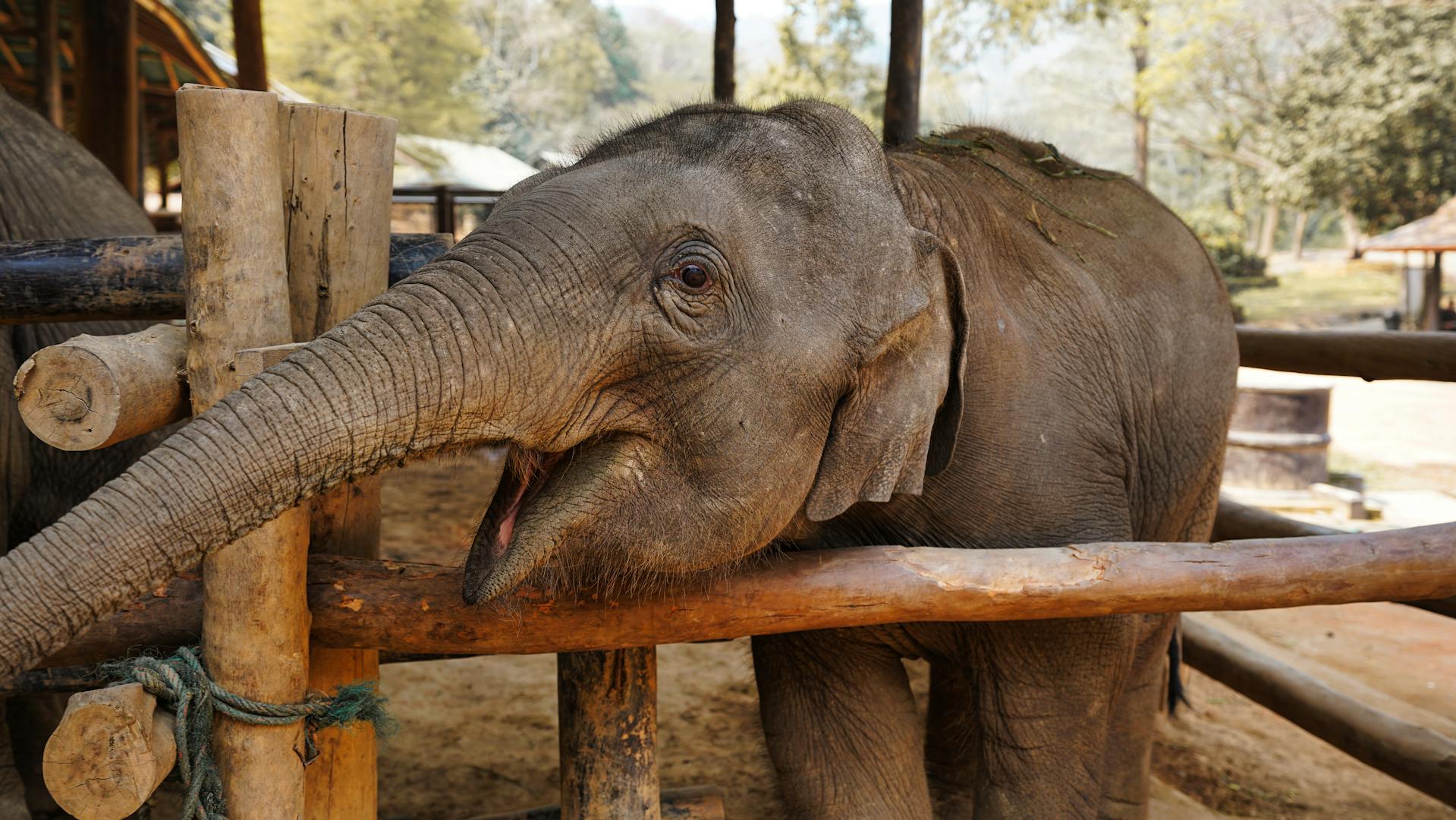 Chiang Mai Elephant Sanctuary, Thailand